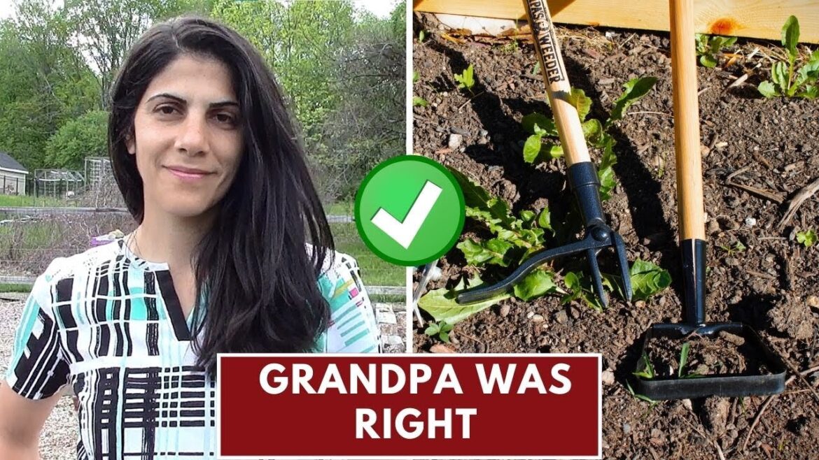 The Best Gardening Tools for Weeding The Best Gardening Tools for Weeding