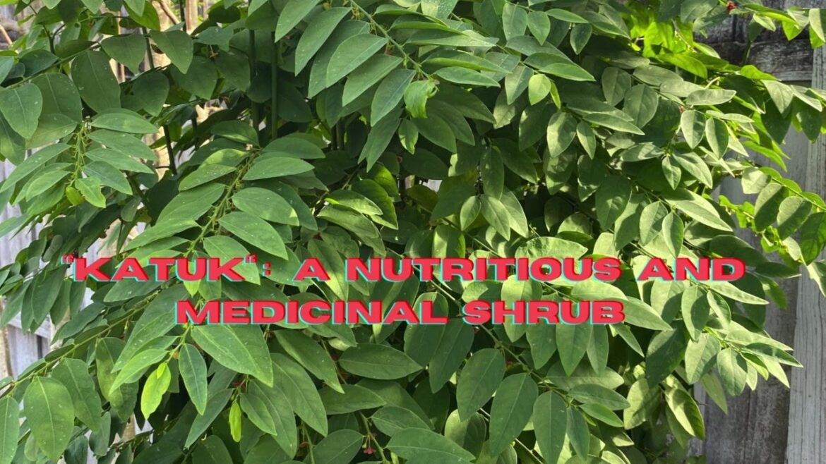 Katuk: A Nutritious and Medicinal Shrub Native to Southeast Asia”