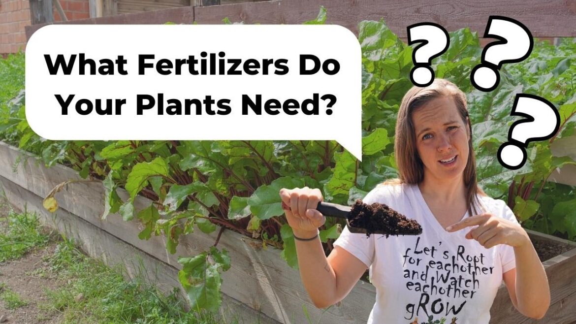 Soil Questions Answered for Beginner Vegetable Gardening