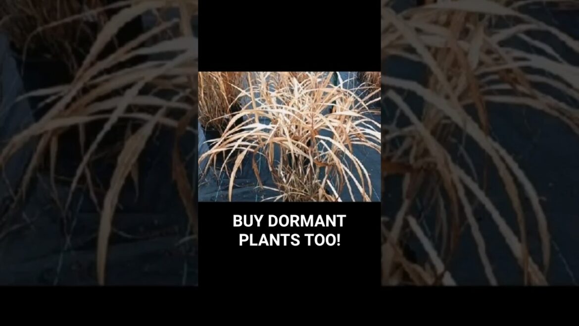 Garden Tips : BUY DORMANT PLANTS ON SALE!