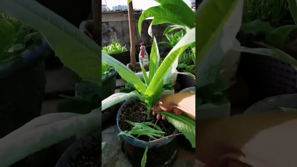 I  growing garden1 and vegetable by MeiMei  #shorts #garden #vegetable