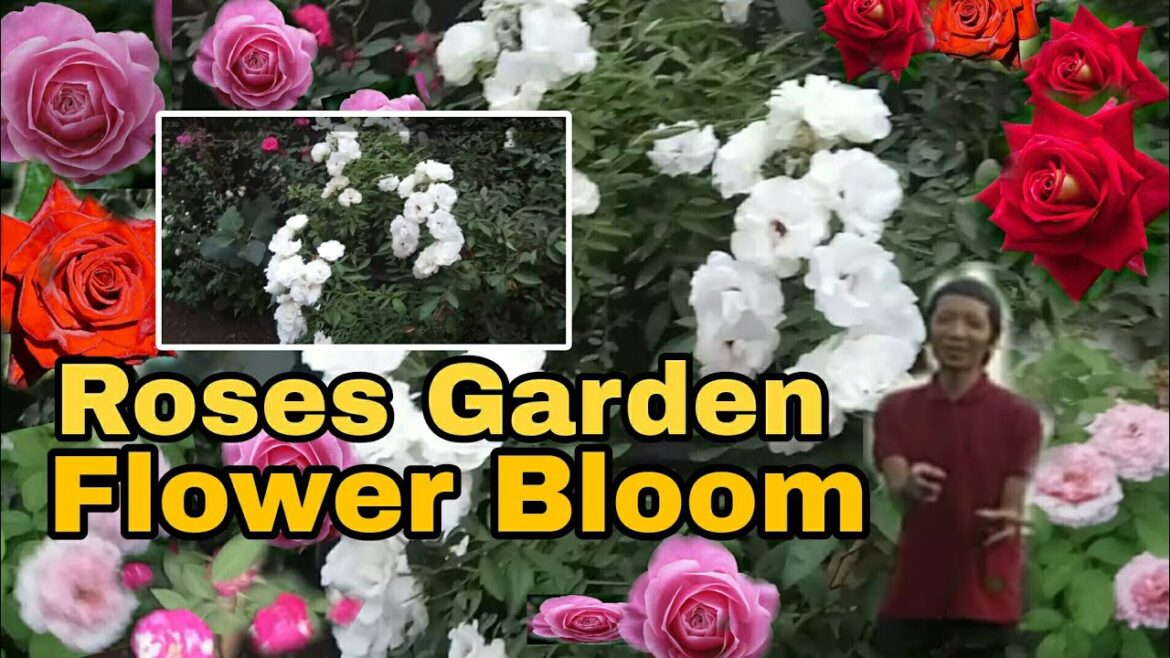 Grow & Care Roses Flowers From Cutting | Home Garden Ideas Grow & Care Roses Flowers From Cutting | Home Garden Ideas