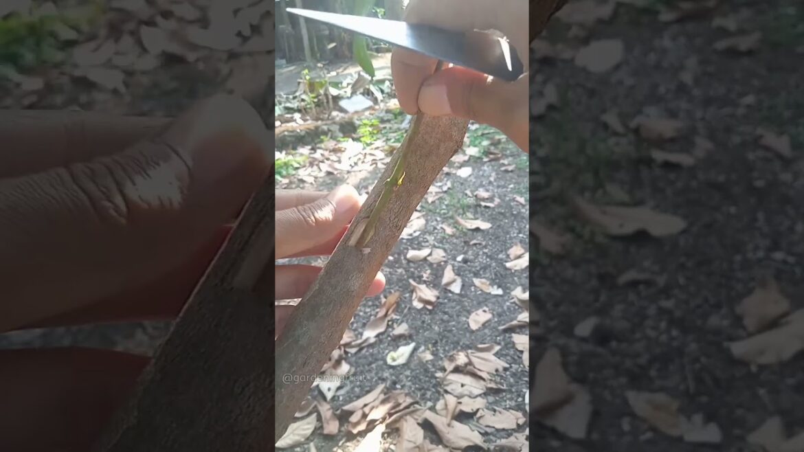 Fruit tree grafting & gardening tips EP03