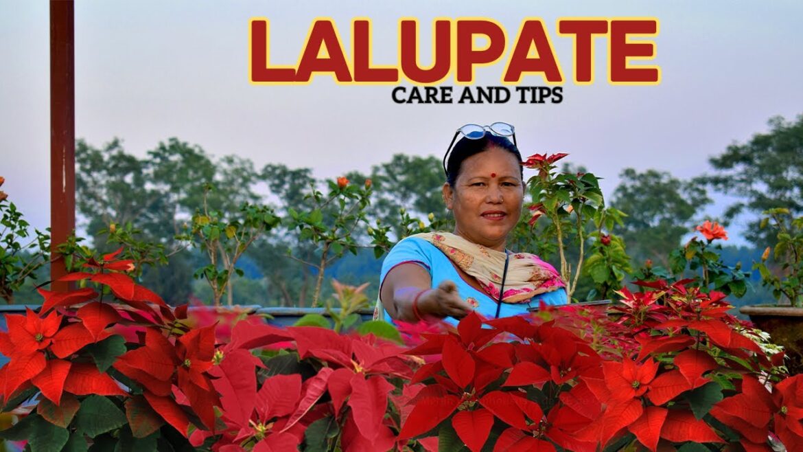 Poinsettia Plant Care in Nepali I Lalupate Plant Ko Care and Tips Mero Tarika Ley