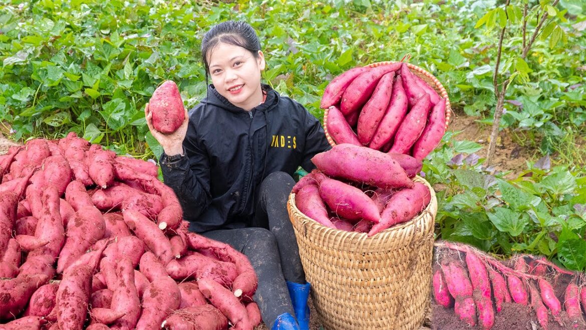 Harvesting Sweet Potato Garden Goes to the Market Sell – Boil Sweet Potatoes | Jolie Daily Life Harvesting Sweet Potato Garden Goes to the Market Sell - Boil Sweet Potatoes | Jolie Daily Life