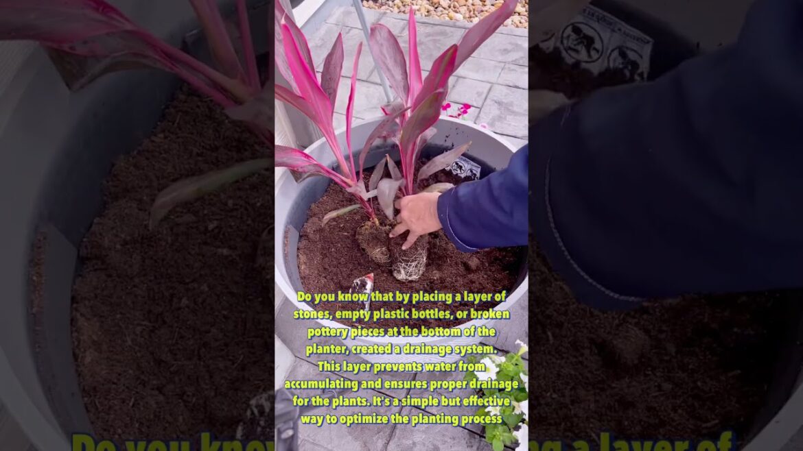 🏡 Container Garden Tips 2.  #flowers #planter #planting #shorts #summer  #gardening  #gardeningtips