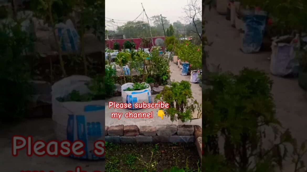 #beautifulterracegarden #gardendesign #terracegarde #garden #flowers #gardenideas #viral #plants