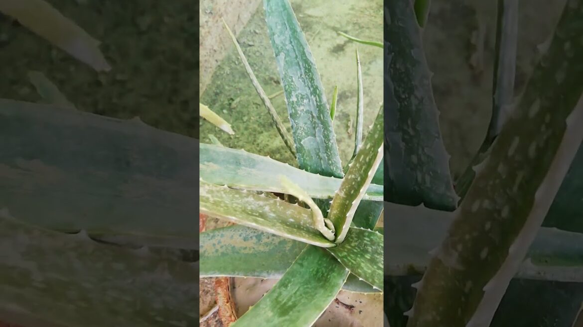 My Small Beautiful Home Garden Raining In My Backyard EP - 1496 #shorts #garden #short #shortvideo