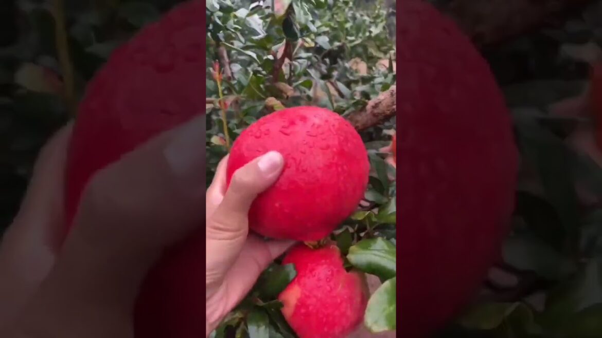 POMEGRANTS 🍅🍓🍎