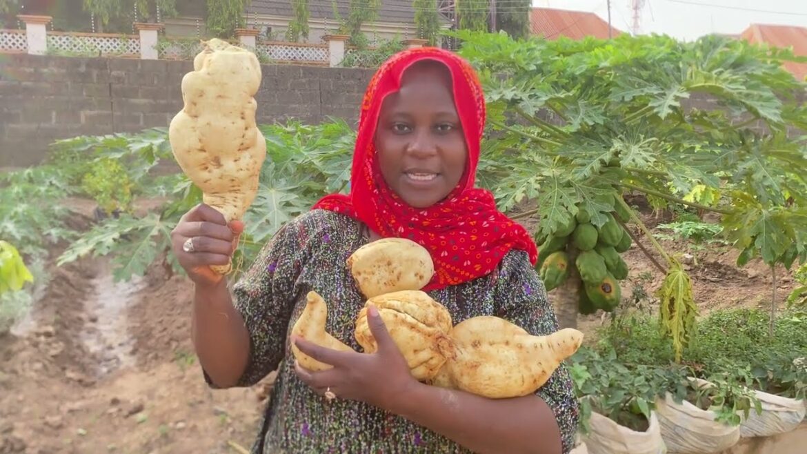 π± Sweet Potato Bounty in Sacks | Tips for a Homegrown Harvest π± Sweet Potato Bounty in Sacks | Tips for a Homegrown Harvest