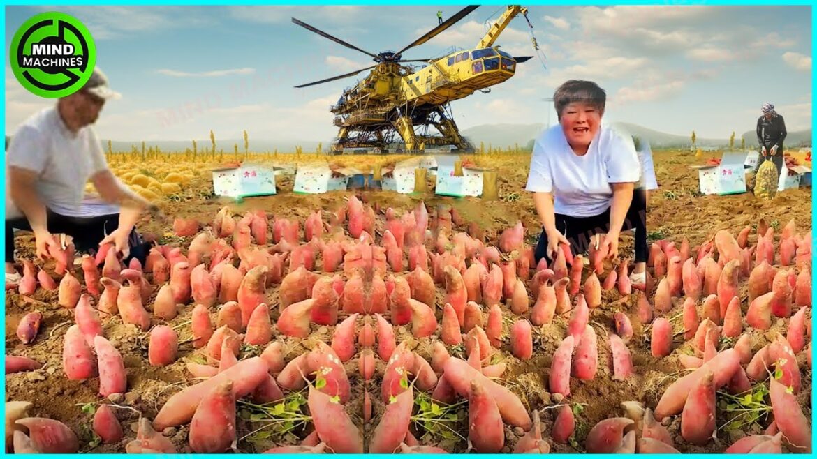 The Most Modern Agriculture Machines That Are At Another Level,How To Harvest Sweet Potatoes In Farm