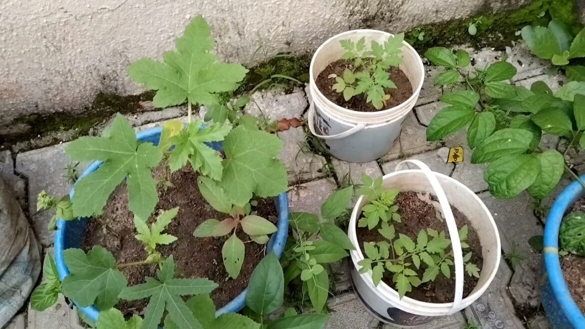 Update Of My Liquid Fertilizer From Food Scraps | Container Gardening In Nigeria | BrinaCreationstv Update Of My Liquid Fertilizer From Food Scraps | Container Gardening In Nigeria | BrinaCreationstv