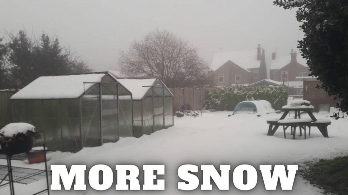 More Snow [Gardening Allotment UK] [Grow Vegetables At Home ]