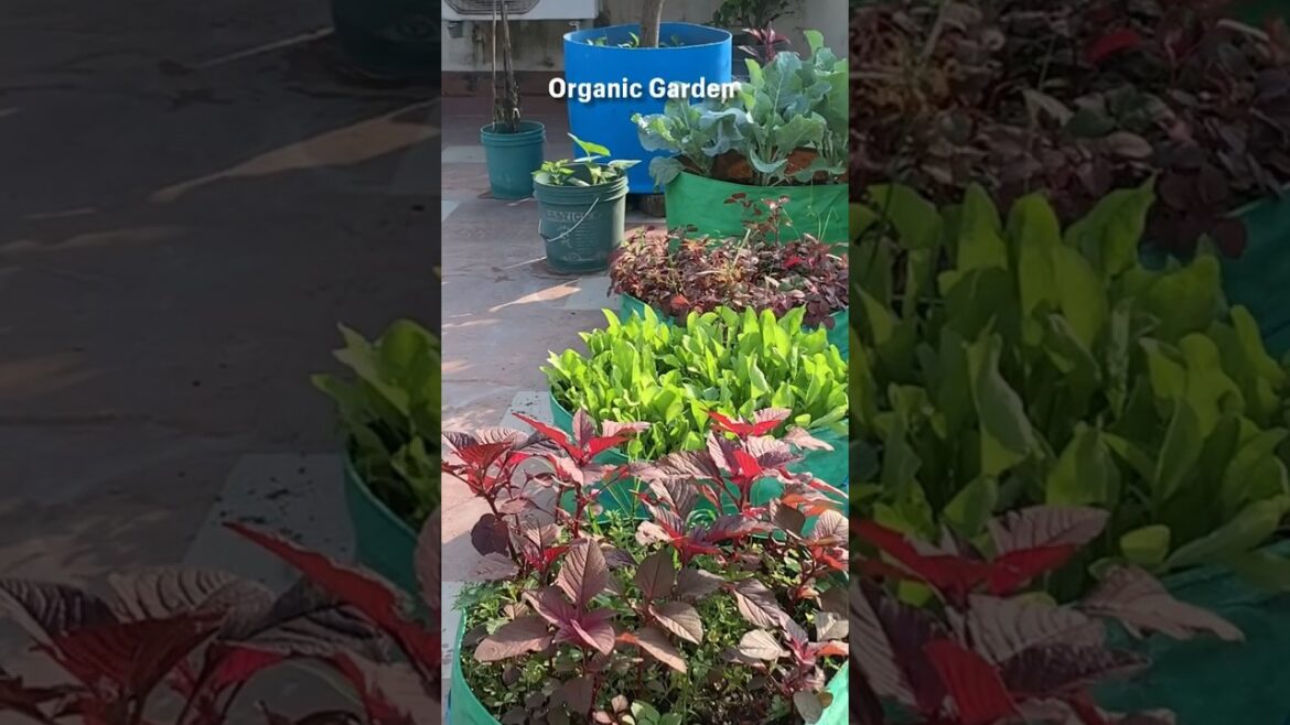 Organic Vegetable Gardening #youtubeshorts #organicgardening #terracegarden