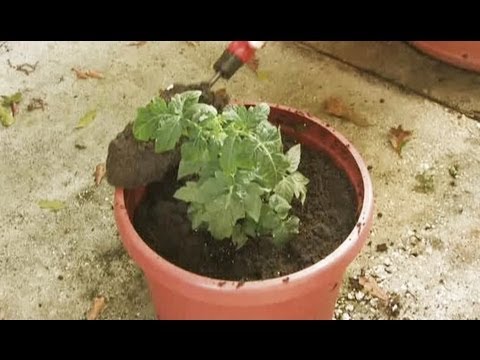 How to Grow Tomatoes with Container Gardening How to Grow Tomatoes with Container Gardening
