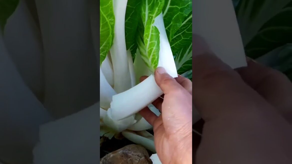 My growing garden and vegetable #shorts #garden #vegetable My growing garden and vegetable #shorts #garden #vegetable