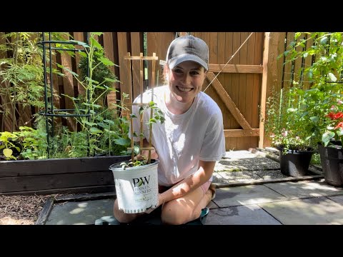 Planting Clematis In Containers | Container Gardening 🪴🌼 Planting Clematis In Containers | Container Gardening 🪴🌼