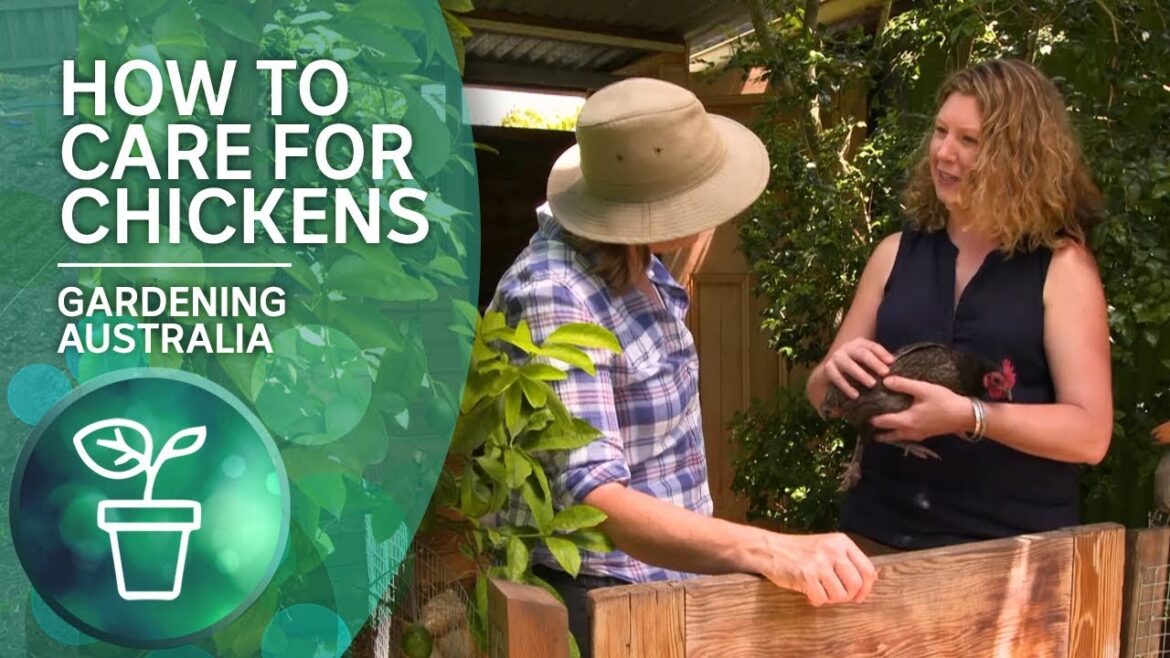 How to care for chickens from a chicken whisperer How to care for chickens from a chicken whisperer