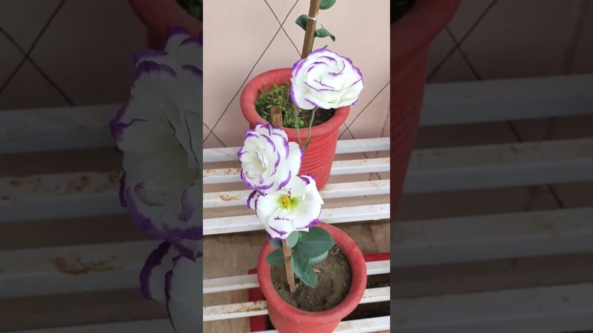 Beautiful Lisianthus in so many colours ❤️💜🤍 #plant #mygarden #gardenblog #gardening #gardentrends