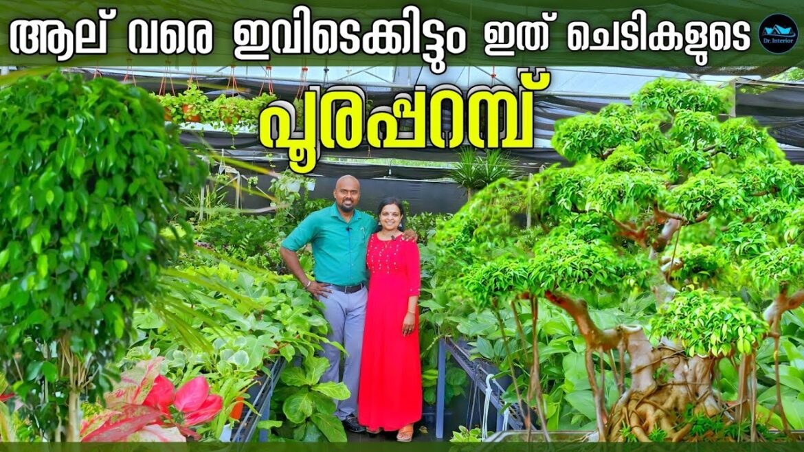 ആല് വരെ കിട്ടുന്ന ചെടികളുടെ പൂരപ്പറമ്പ്|Indias Biggest Garden Studio|Ficus plants|Dr. Interior ആല് വരെ കിട്ടുന്ന ചെടികളുടെ പൂരപ്പറമ്പ്|Indias Biggest Garden Studio|Ficus plants|Dr. Interior