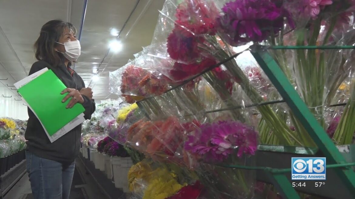 Floral Frenzy: Some Supply Chain Delays Are Not So Rosy