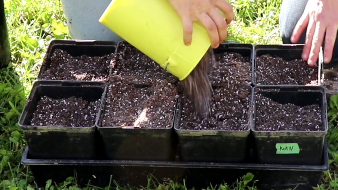 How to Garden series 14: Container gardening chat, planting peppers, gosling update, garden tour How to Garden series 14: Container gardening chat, planting peppers, gosling update, garden tour