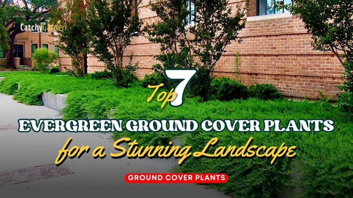 7 Must Have Evergreen Ground Cover Plants for a Stunning Landscape π±πΈπ // Gardening Ideas 7 Must Have Evergreen Ground Cover Plants for a Stunning Landscape π±πΈπ // Gardening Ideas