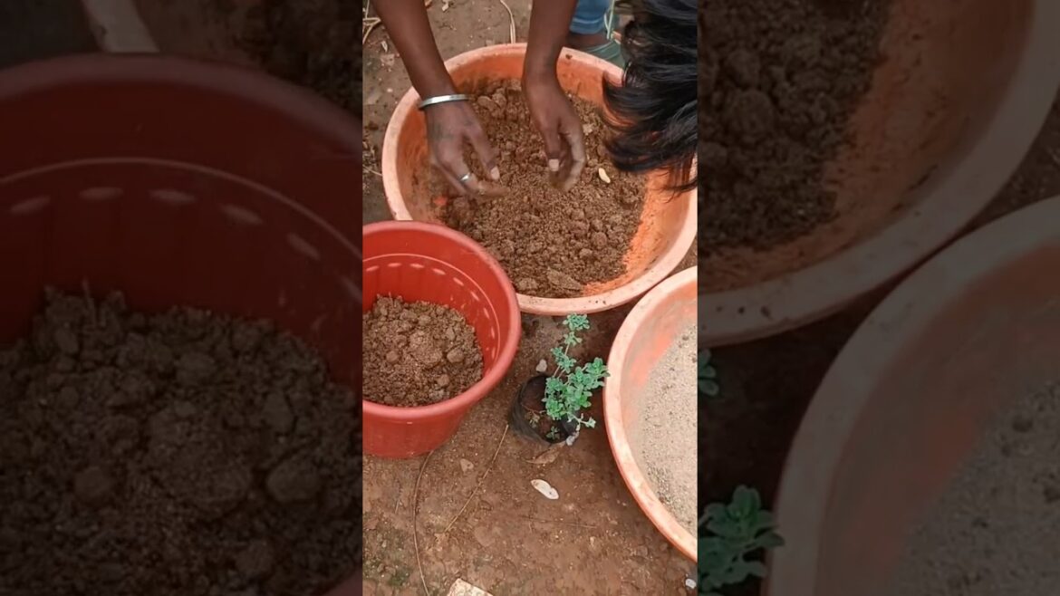 మరువం #flower #flowers #tsgardenandnursery #gardendesign #gardening #myterracegardentelugu