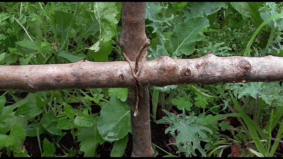 Gardening Knots – Easy DIY Trellis With A Transom Knot Gardening Knots - Easy DIY Trellis With A Transom Knot