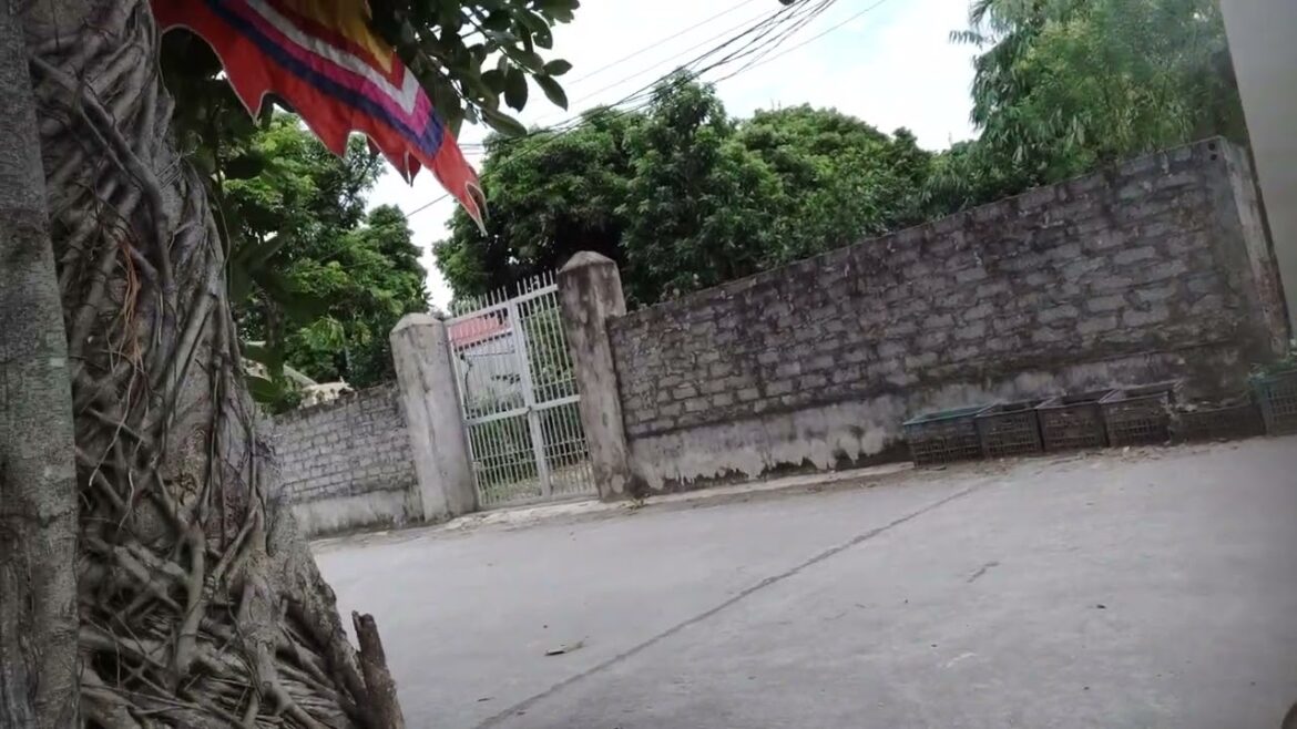 Gardening for Beginners: Building a Sustainable Clean Garden