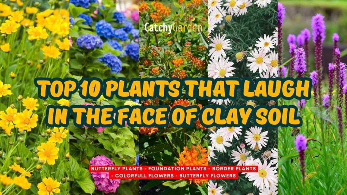 Top 10 Plants That Laugh in the Face of Clay Soil 🌸🌻🌺 // Gardening Ideas