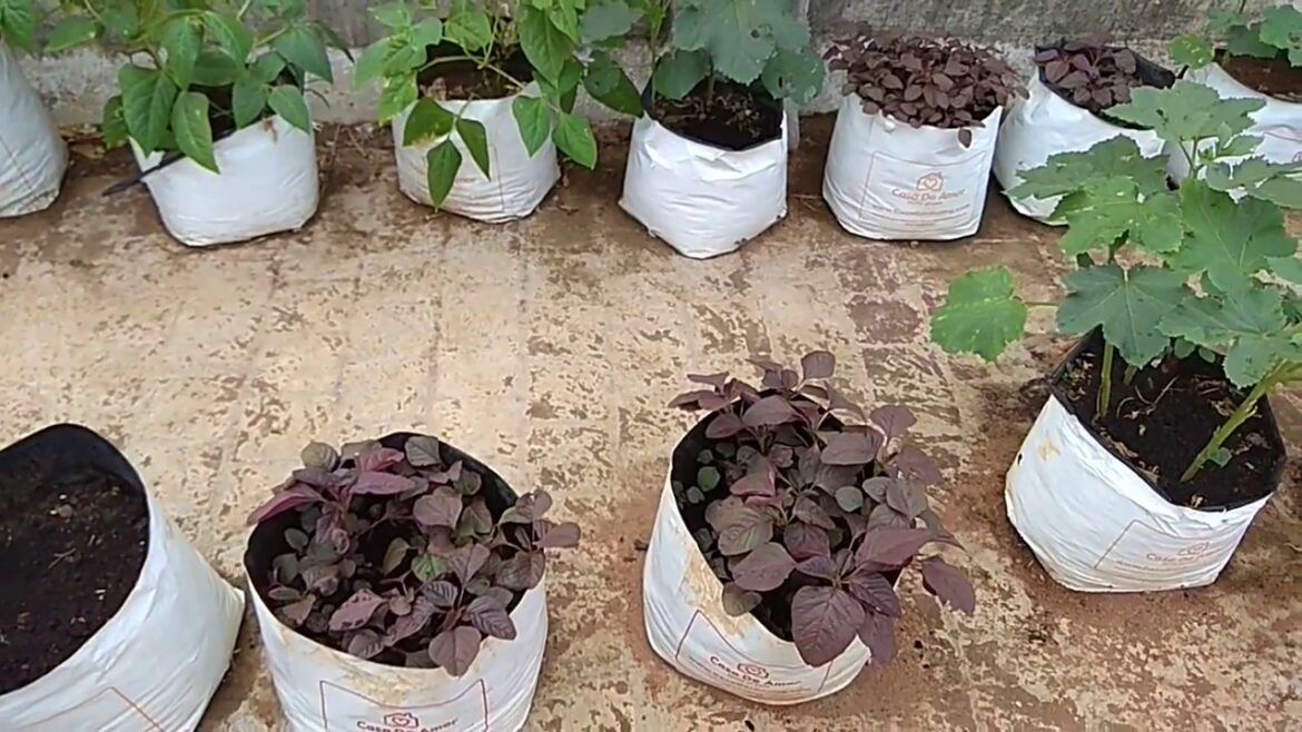 Terrace Gardening in Chennai / Vegetable gardening Terrace Gardening in Chennai / Vegetable gardening