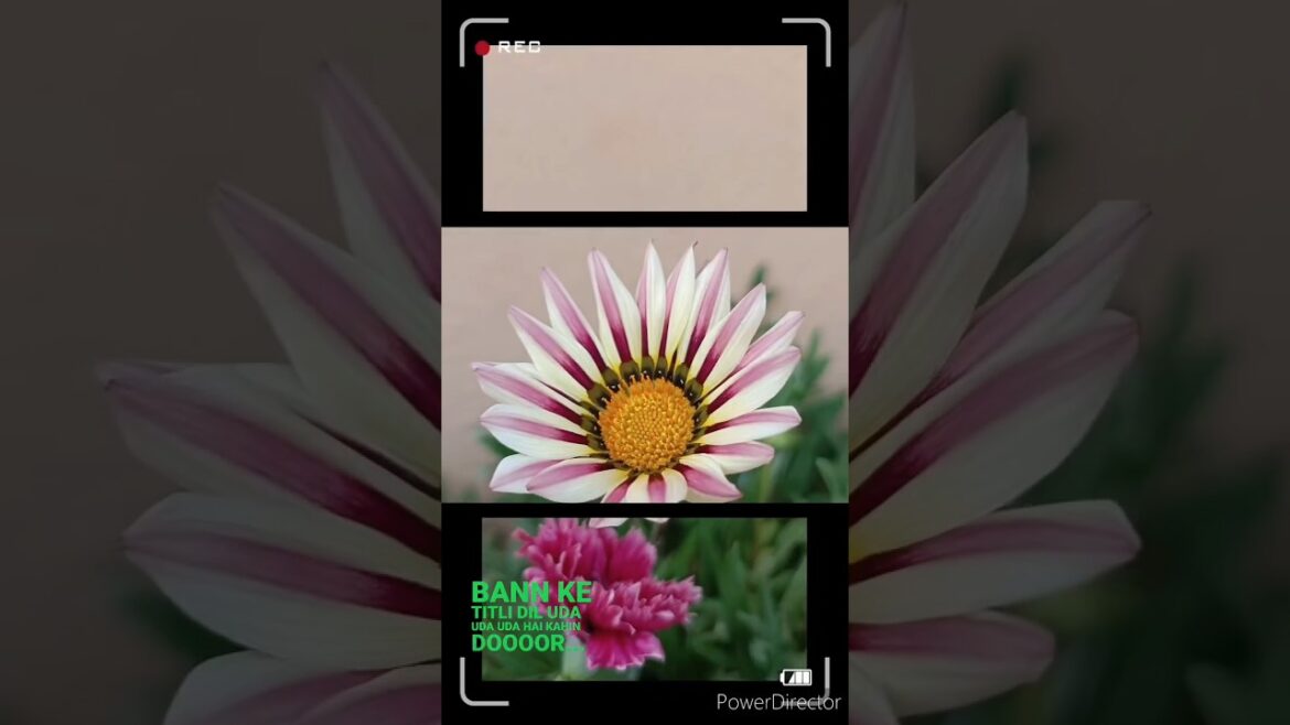 THE PRAIRIE🌻🌹💐Rooftop gardening #nature #love  #trends #shorts @SaYaN-O-PeDiA