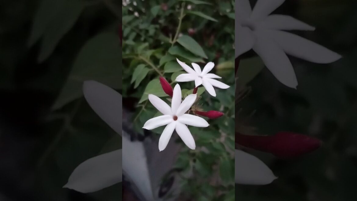 Best Plant To Grow At Home//jasminum dichotomum #jasminum #jasmine #shorts #viral Best Plant To Grow At Home//jasminum dichotomum #jasminum #jasmine #shorts #viral
