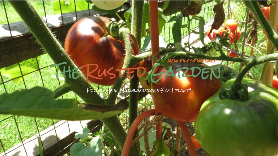 Gary Pilarchik: Garden Grounds E- 28: Ask Me Garden Questions & Basic Seed Starting Tips Garden Grounds E- 28: Ask Me Garden Questions & Basic Seed Starting Tips