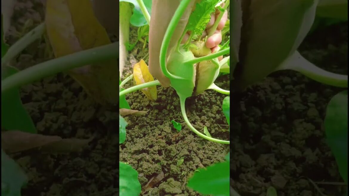 Harvesting of Kohlrabi at Terrace Garden 🏡 #youtubeshorts #shorts #harvest #kohlrabi
