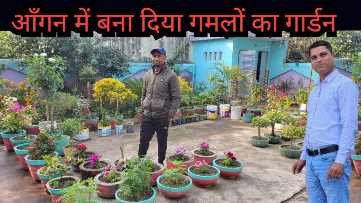 Pot Garden in Yard | Beautiful Bonsai Plant | Pot Garden in Yard | Beautiful Bonsai Plant |