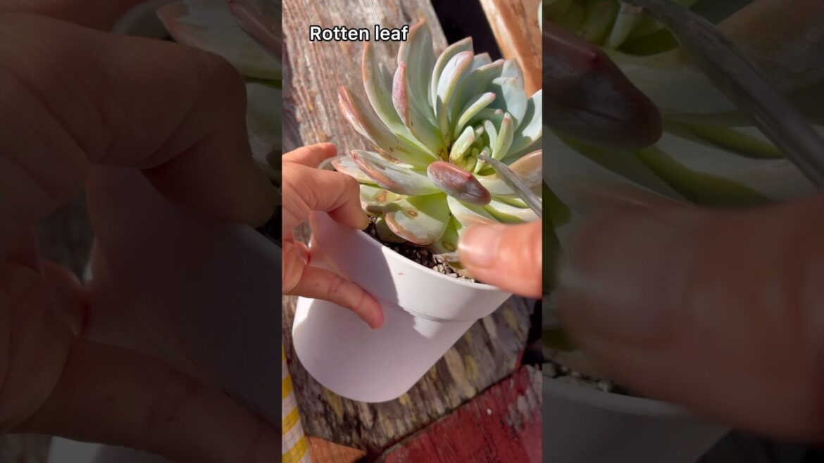 Tip for succulents || succulent garden || vườn sen đá #succulent #cactus #gardendesign