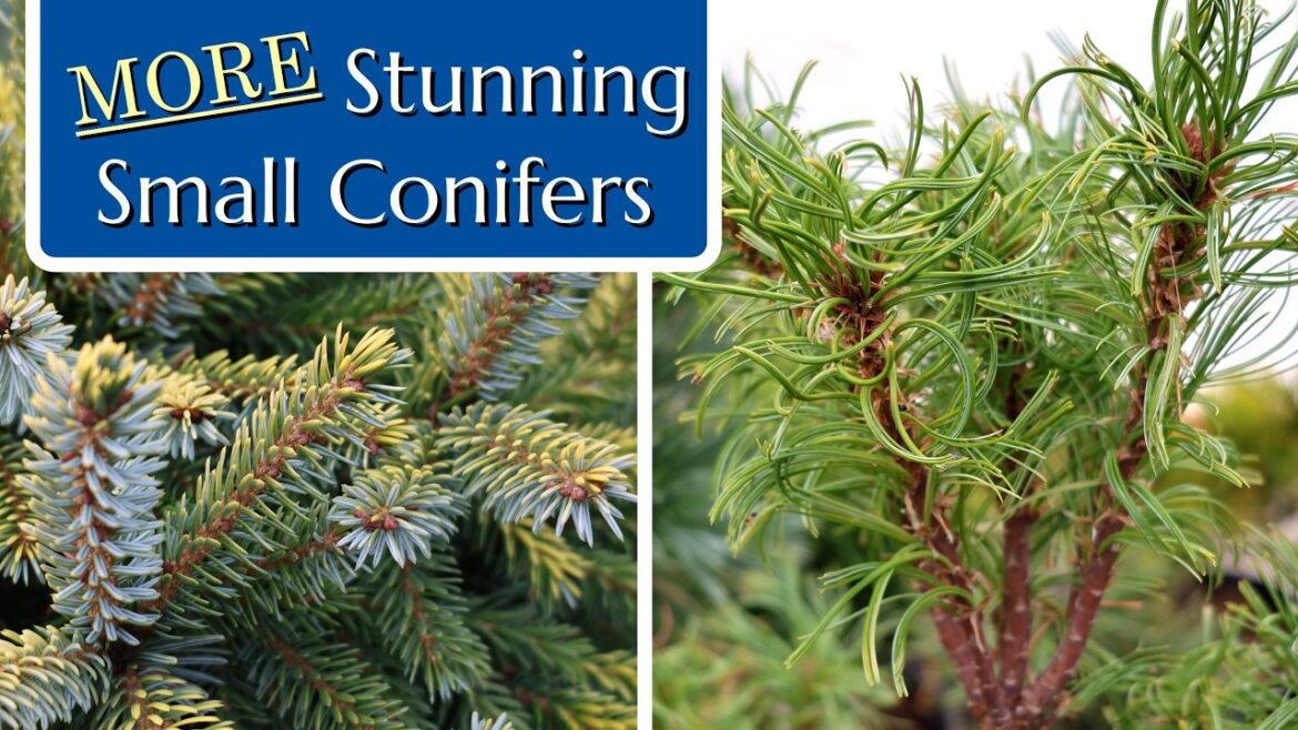 MORE Small Conifer Trees!