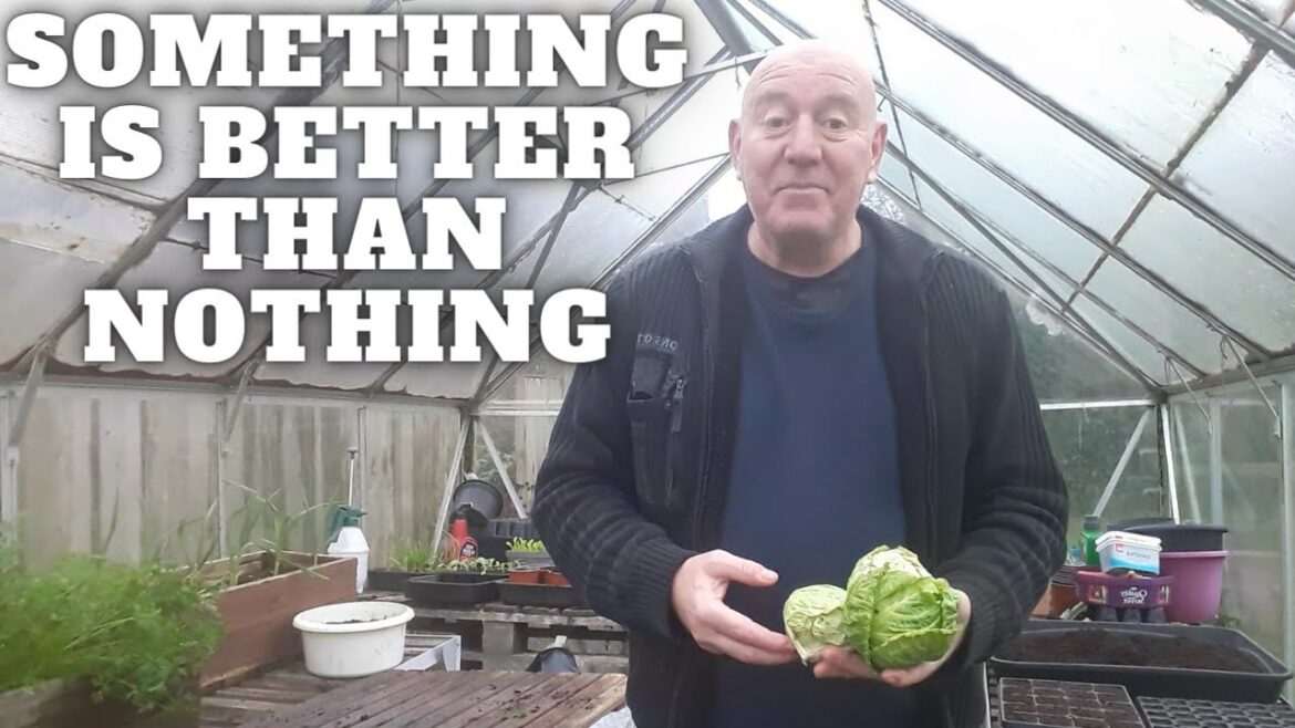 A Mini Harvest [Gardening Allotment UK] [Grow Vegetables At Home ]