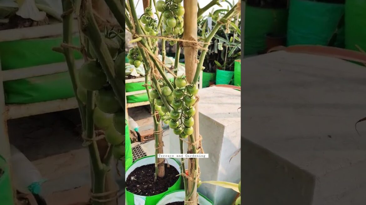 Do you know the name of this vegetable? #shorts #gardening