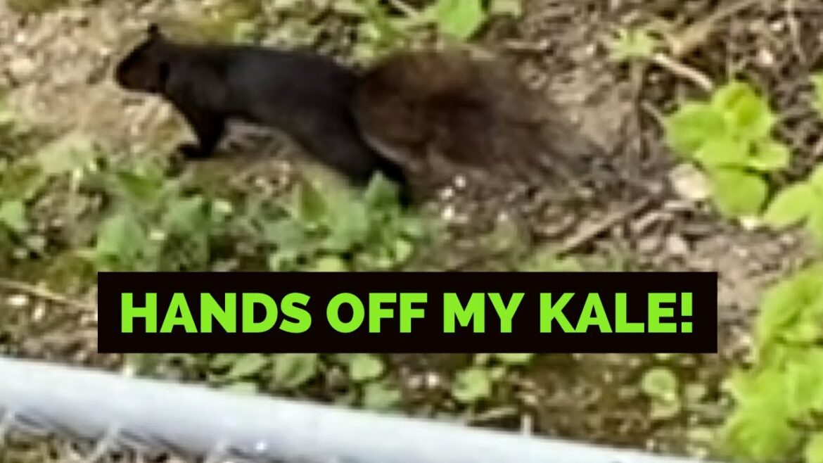 Container Garden ~ Hands Off My Kale! Container Garden ~ Hands Off My Kale!