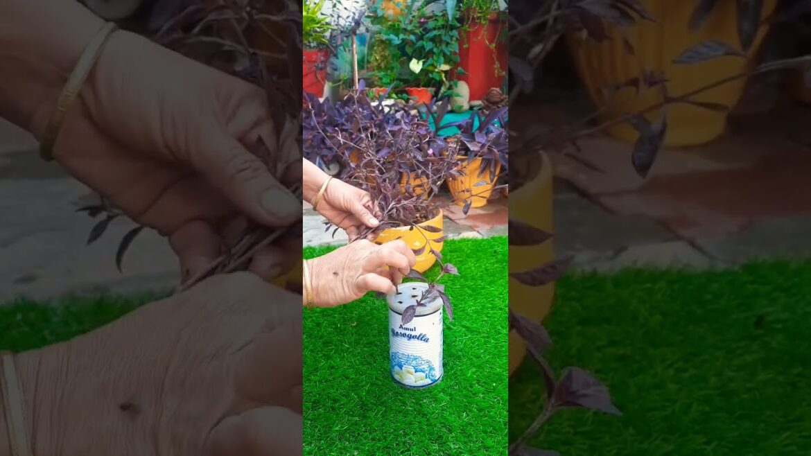 gardening ideas for home