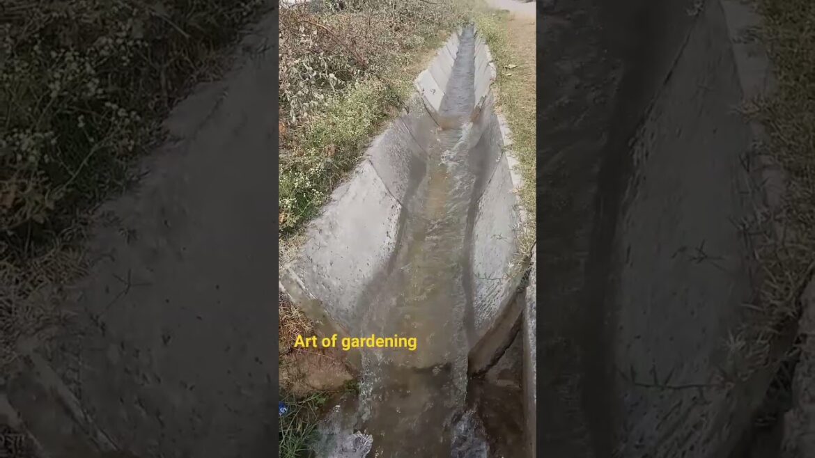 irrigation system of our village #gardening #farming irrigation system of our village #gardening #farming