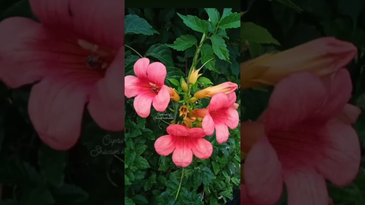 Trumpet vine 😍😍❣️❣️#shorts #shortsfeed #youtubeshorts #gardening #photography #naturephotography