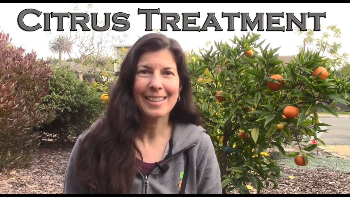 How to Fix Most Citrus Tree Problems – Our Signature Citrus Treatment How to Fix Most Citrus Tree Problems - Our Signature Citrus Treatment