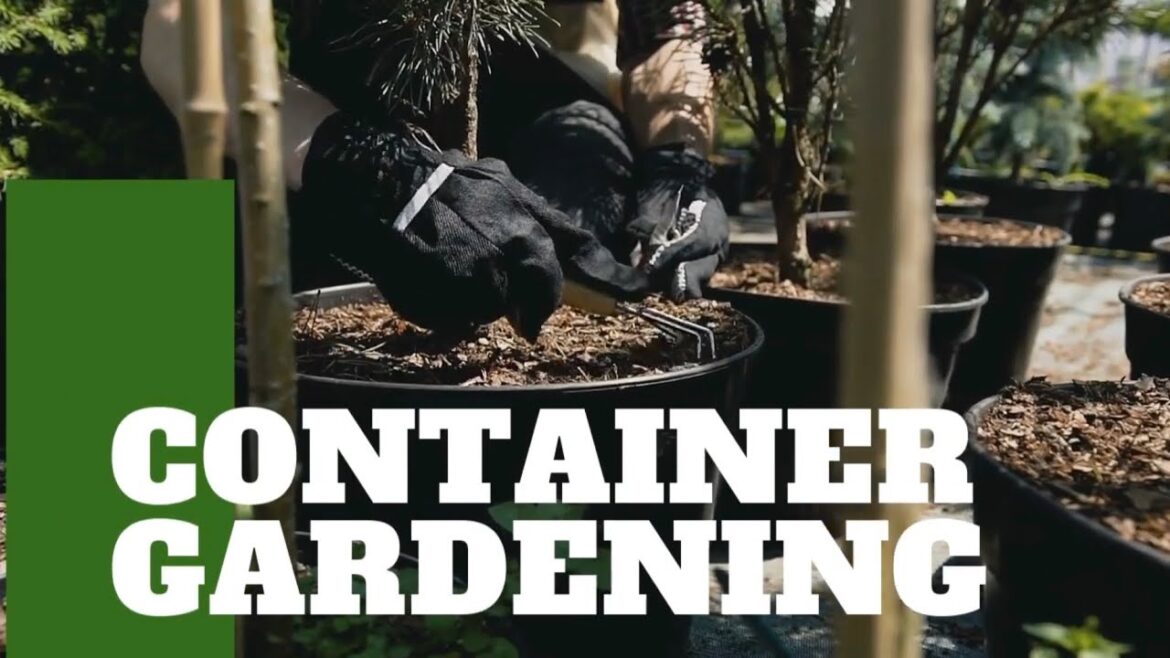 Backyard Container gardening DIY
