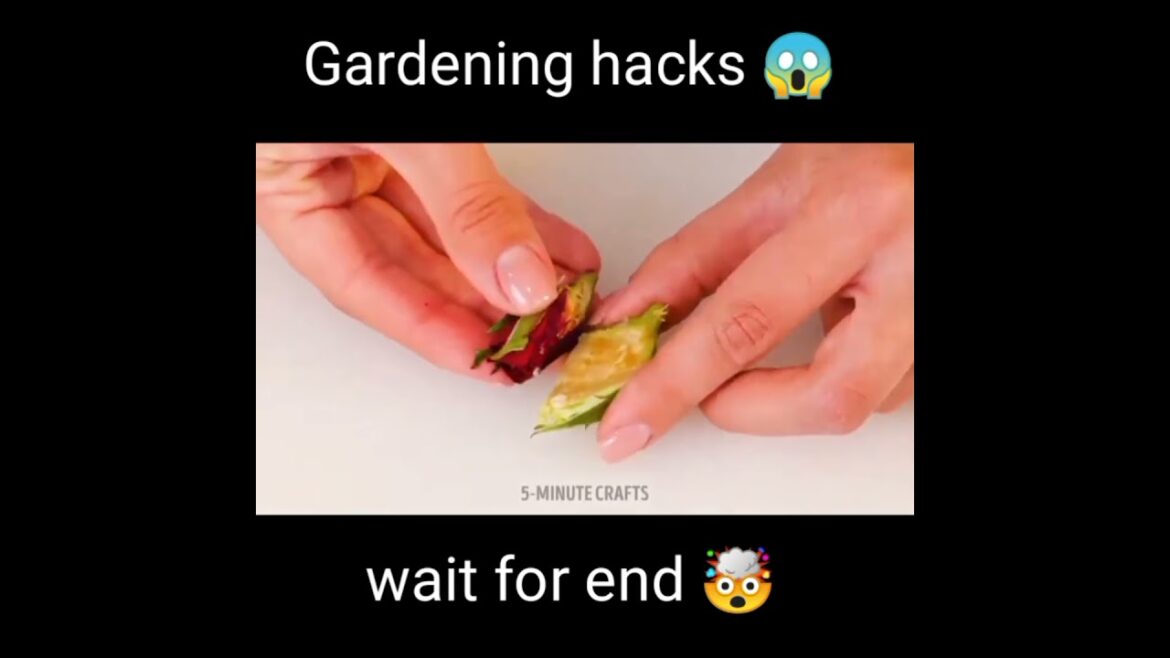 papa be like:ये तो बवाल gardening hacks है 😱🤯 #shorts #viral #trending