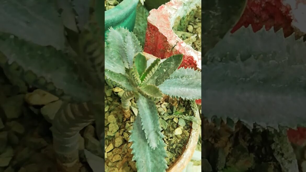 My Small Beautiful Home Garden Raining In My Backyard EP - 1502 #shorts #garden #short #shortvideo