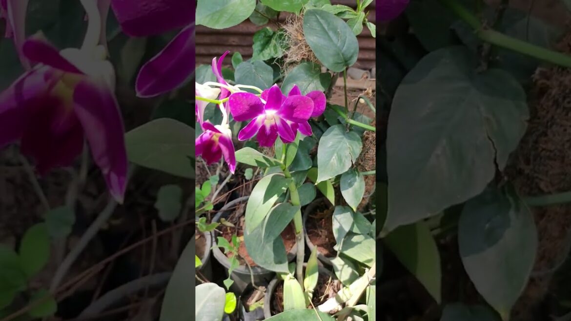 SENECIO #orchid #liveplant #minivlog #2023 #shorts #youtubeshorts  #viral #vlog #gardening #india 🫶